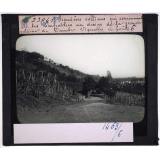 La Roumanie. Premières collines qui commencent les Carpathes au dessus de la grande plaine du Danube Vignobles et forêts.