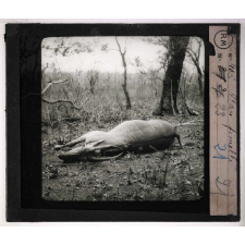Chasse au grand gibier africain du Mozambique. Eland femelle.