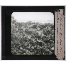 La Moule et l'huître portugaise sur les côtes de l'Aunis. Pourpres mangeant des moules.