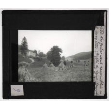 Les Grès bigarrés du département des Vosges. Particularités géologiques et agricoles de la Vôge. Les gerbes sont rassemblées en moyettes, (Vallée de Saint Laurent). Versant de la Moselle.