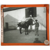 Algérie, agriculture. Pulvérisateur à Bât.