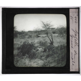 Chasse au moyen et au petit gibier africain du Mozambique. Gazelle de Grant mâle.