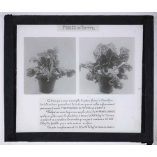 Nitrate de soude. Poirée ou Bette.