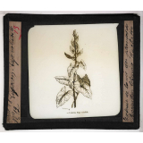 Les Plantes. Liseron. Tige volubile.