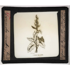 Les Plantes. Liseron. Tige volubile.