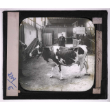 Races de bœufs, porcs, moutons. Vache Bretonne.