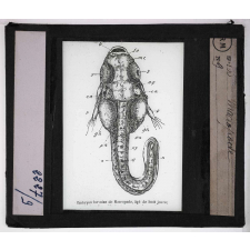 Mœurs des poissons. Macropode.