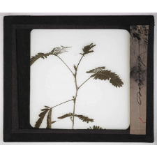 La Plante. Sensitive.
