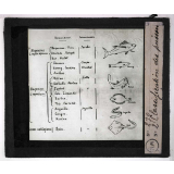 La Pêche maritime en France. Classification des poissons.