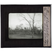 Australie. Bois d'eucalyptus dans la région demi-désertique.