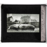 Les Mammifères marins. Baleine échouée.
