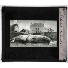 Les Mammifères marins. Baleine échouée.