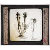 Les Plantes. Sarracénie pourprée. Feuille de dionée gobe-mouche.