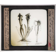 Les Plantes. Sarracénie pourprée. Feuille de dionée gobe-mouche.