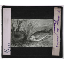 Mœurs des poissons. Gourami.