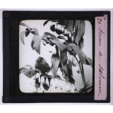 L'Art à l'école, décoration par les fleurs de printemps. Sceau de Salomon.