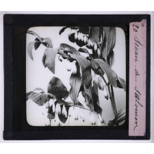 L'Art à l'école, décoration par les fleurs de printemps. Sceau de Salomon.