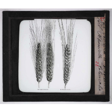 Les Plantes de grande culture. Blé poulard d'Australie et blé pétanielle blanche.