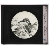 Oiseaux et mammifères nuisibles. Martin-pêcheur.