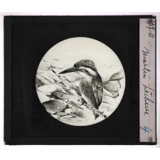 Oiseaux et mammifères nuisibles. Martin-pêcheur.