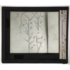 Les Plantes saprophytes, mutualistes et parasites. Germination de la cuscute.