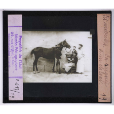 Les Microbes. La saignée d'un cheval.