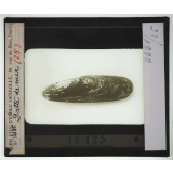 Les Mollusques comestibles. Datte de mer.