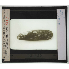 Les Mollusques comestibles. Datte de mer.