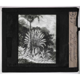 Les Plantes curieuses. L'arbre des voyageurs.