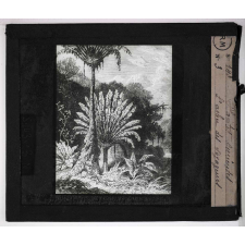 Les Plantes curieuses. L'arbre des voyageurs.