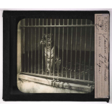 Jardins zoologiques. Jardin des Plantes. Le tigre.