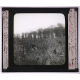 La Forêt. Notions élémentaires de sylviculture. Peuplement pur et régulier de chênes à l'état de fourré. Forêt de Bercé.