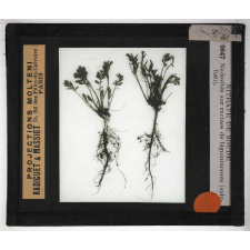 Nitrate de soude. Nodosités sur racines de légumineuses (sainfoin).