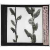 La Ramification et les inflorescences. Châtons mâle et femelle de saule Marsault.