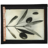 Algérie, pays indigènes. Grosse Olive du Hamma (Constantine).