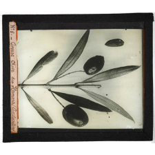 Algérie, pays indigènes. Grosse Olive du Hamma (Constantine).