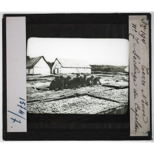 Terre-Neuve, Saint-Pierre et Miquelon. Pêche de la morue. Séchage du capelan.