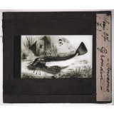 Les Poissons. Grondin.