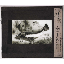 Les Poissons. Grondin.