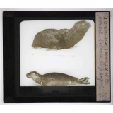 Les Animaux sauvages et la fourrure. L'otarie, le phoque.