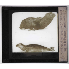 Les Animaux sauvages et la fourrure. L'otarie, le phoque.