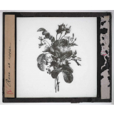 Les Plantes. Rose et rosier.