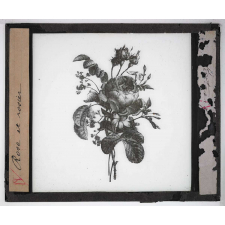 Les Plantes. Rose et rosier.