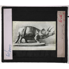 Les Fossiles de l'ère secondaire. Triceratops.
