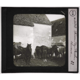 Perche. Ferme du Perche. Chevaux.