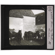 Perche. Ferme du Perche. Chevaux.