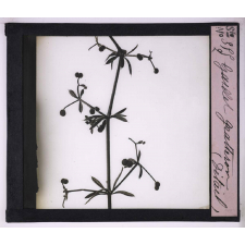 La Vie grimpante chez les plantes. Gaillet gratteron (détail).