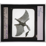 Les Fossiles de l'ère secondaire. Ptérodactyle et chauve-souris.