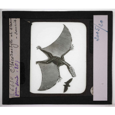 Les Fossiles de l'ère secondaire. Ptérodactyle et chauve-souris.