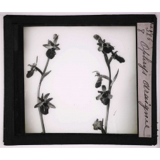 Les Orchidées. Ophrys araignée.